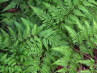 ferns