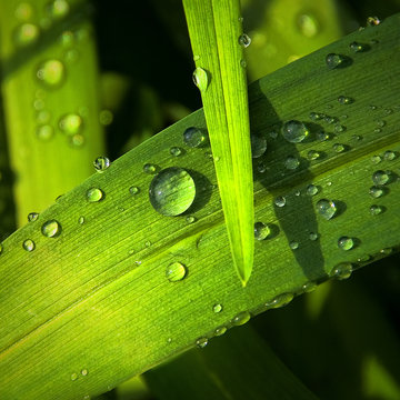 waterleaf #2