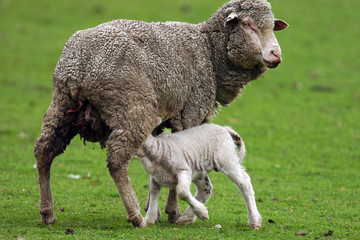 sheep and lamb