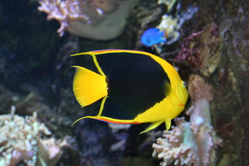Fototapeta na wymiar aquarium fish