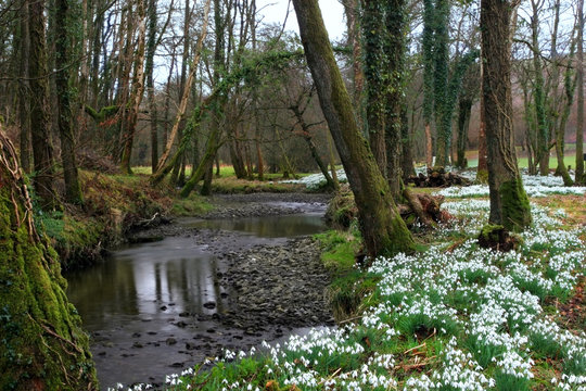 Fototapeta ancient snowdrop forest