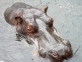 mere hippo