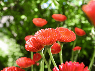bellis rot © Matthias Krüttgen