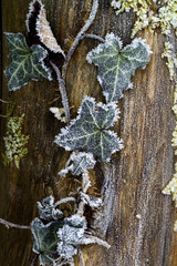 ivy in winter