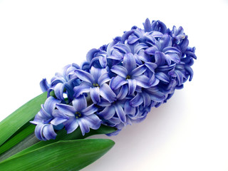 blue hyacinth - 2040682