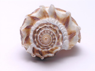 sea shell - 3