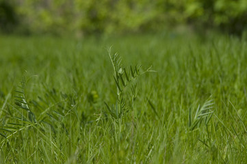 fresh spring grass growing