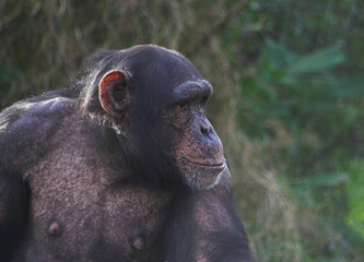 chimp