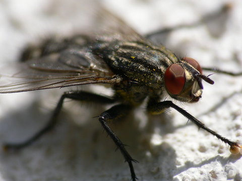 fly with pollen