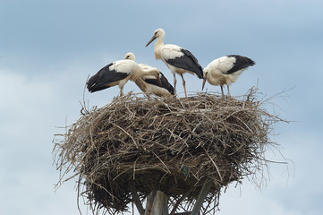 storks in nest