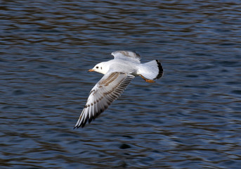 gull in flight