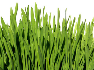 grass