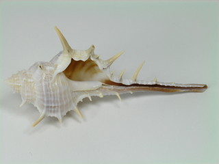 shell