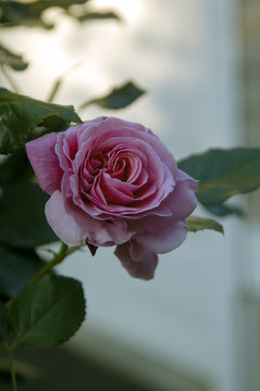 romantic rose