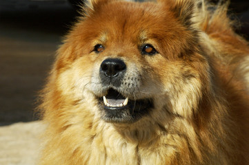 chow 3