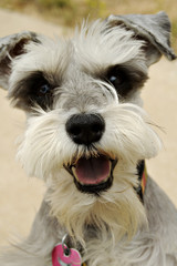 mineature schnauzer