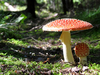 fly agaric - mushroom 2