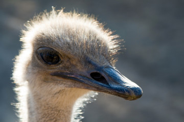 close up of an ostrich