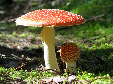 fly agaric - mushroom
