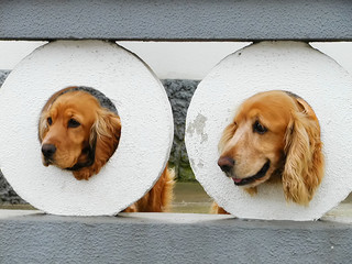 dogs