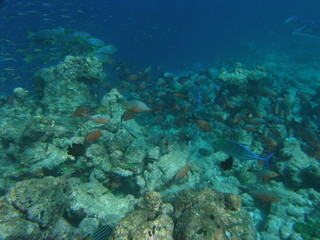 Fototapeta na wymiar unterwasserlandschaft