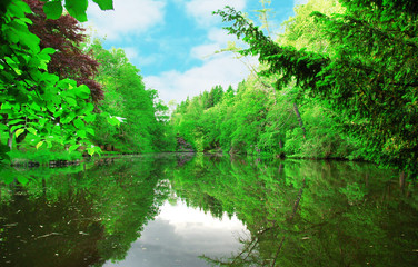 trees around the lake and reflections in water