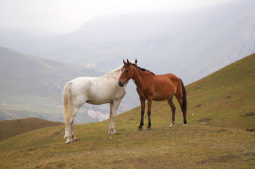 Fototapeta na wymiar białe i brązowe konie w górach