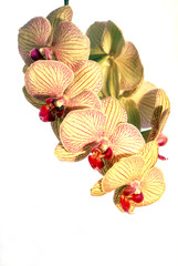 tropische orchidee