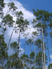 Obraz premium birches