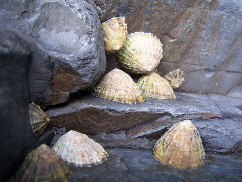 limpets