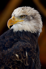 eagle