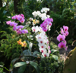 wild orchid phalaenopsis , plantation beau 'diane'