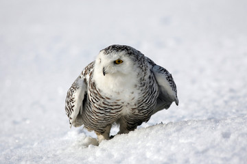 snowy owl