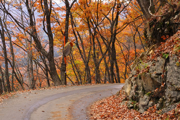 autumn road