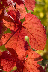 feuilles de vigne