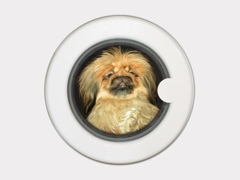 Dog In Washing Machine