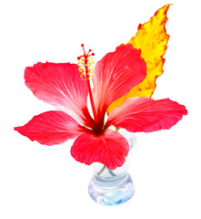 exotic flower in the vase