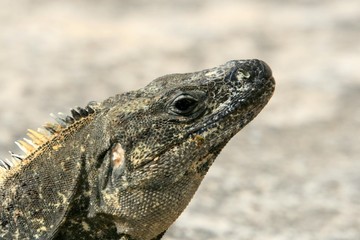 details,iguane