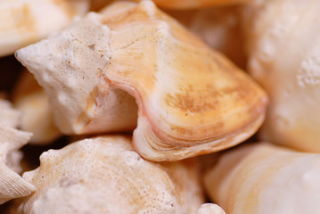 seashells
