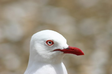 möwe am strand
