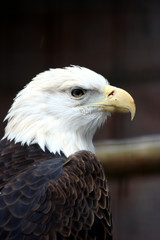 bald eagle