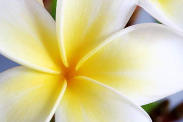 frangipani #7