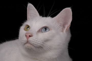 Obraz premium eyes 3