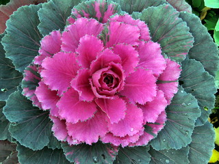 cabbage flower © Stanisa Martinovic