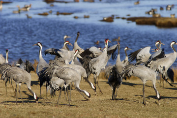 common crane.