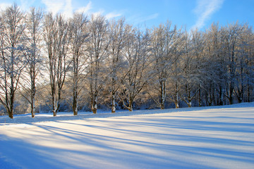 tree line