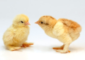 chicken