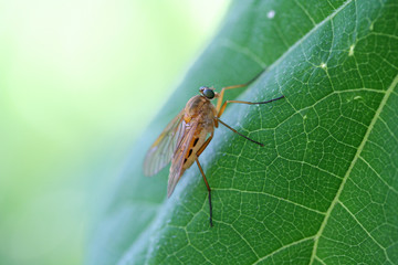 insect on a green leaf