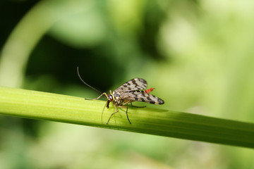 insect on a green leaf