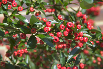 red berries